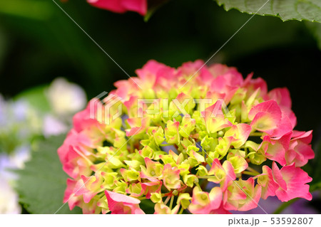 紫陽花 53592807