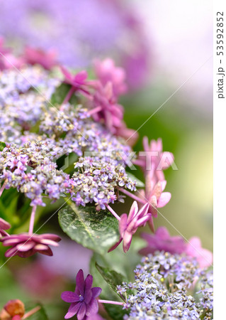 紫陽花 53592852