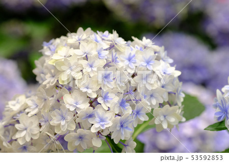 紫陽花 53592853