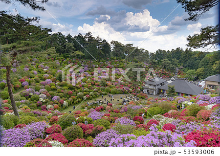 【花風景】 塩船観音寺 【花風景】 塩船観音寺 53593006