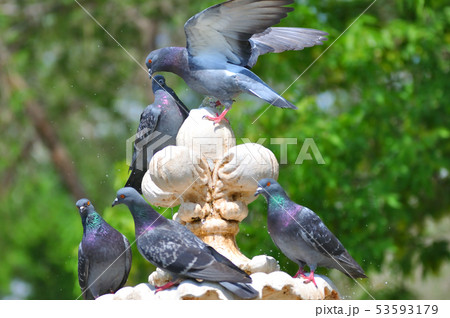 Dove and fountain 53593179