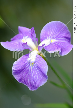 花菖蒲 花菖蒲 53593272