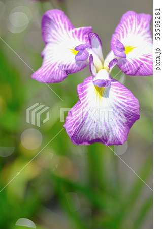 花菖蒲 53593281