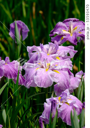 花菖蒲 53593470
