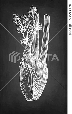 Chalk sketch of fennel bulbs Chalk sketch of fennel bulbs 53593476