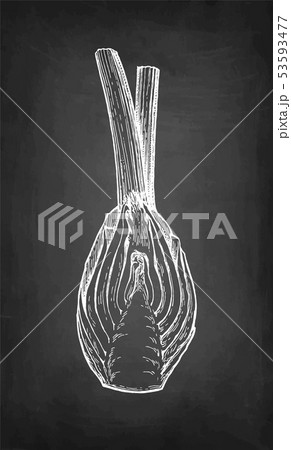 Chalk sketch of fennel bulbs 53593477