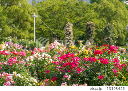 神奈川県横浜 山下公園 未来のバラ園 53593496