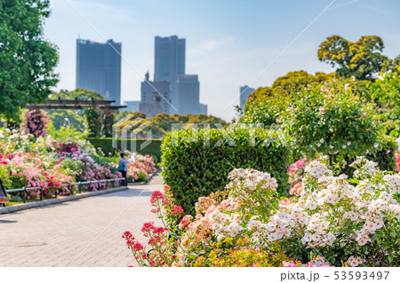 神奈川県横浜 山下公園 未来のバラ園の写真素材