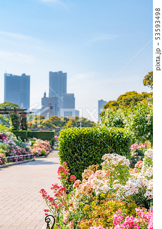 神奈川県横浜 山下公園 未来のバラ園 神奈川県横浜 山下公園 未来のバラ園 53593498