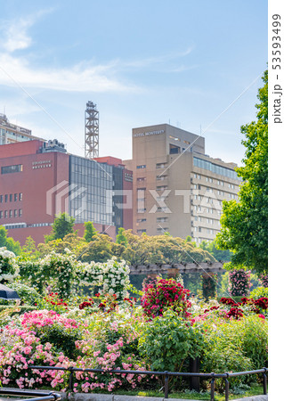 神奈川県横浜 山下公園 未来のバラ園 53593499