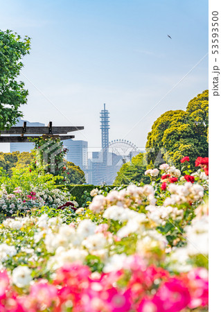 神奈川県横浜 山下公園 未来のバラ園 53593500
