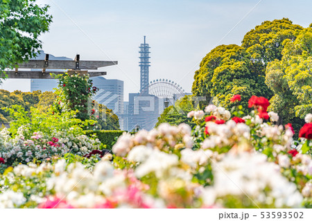 神奈川県横浜 山下公園 未来のバラ園 53593502