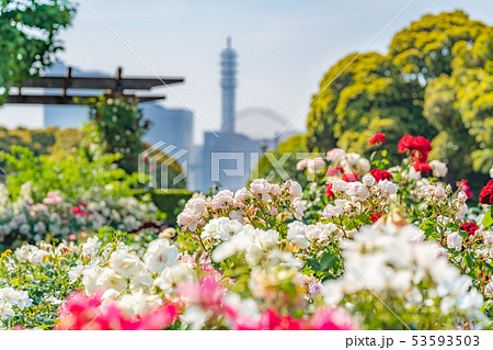 神奈川県横浜 山下公園 未来のバラ園の写真素材