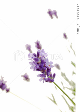 ラベンダー ラベンダー 53593537