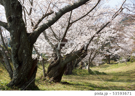 桜古木の径 桜古木の径 53593671