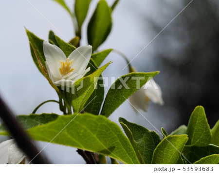 エゴノキの花 エゴノキの花 53593683