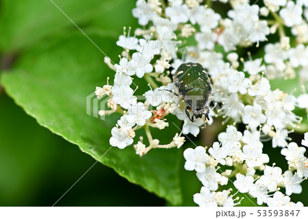 コアオハナムグリ 53593847