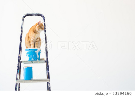 Repair, painting the walls, the cat sits on the stepladder. Funny picture with copy space Repair, painting the walls, the cat sits on the stepladder. Funny picture with copy space 53594160