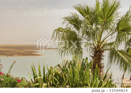 Palm tree and in background the Dead Sea 53594824