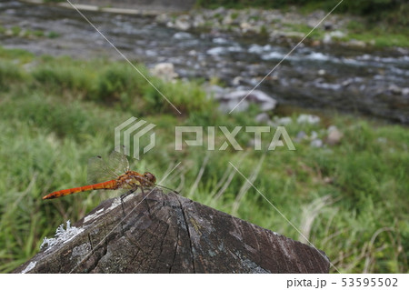 川を眺めるトンボ1 53595502