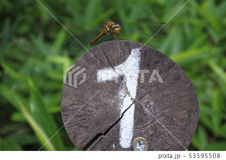 数字の1とトンボ 53595508