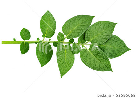 twig with green leaves of potatoes isolated on twig with green leaves of potatoes isolated on 53595668