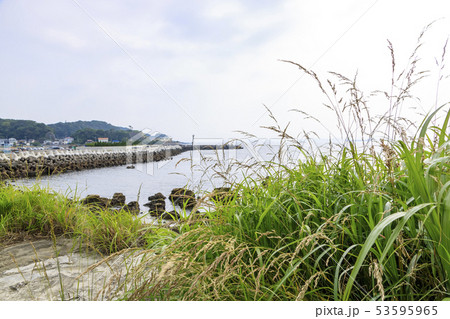 鴨居漁港（初夏） 53595965