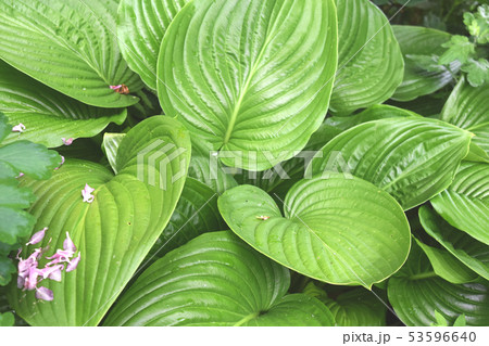 Plant Background For Your Design And Needs Plant Background For Your Design And Needs 53596640