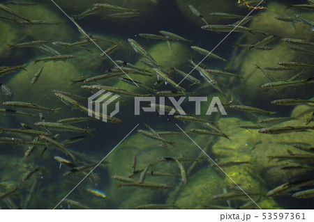 小魚　魚　河川　水中　群れ　環境　水質　岐阜　たくさん　ハヤ　雑魚 53597361