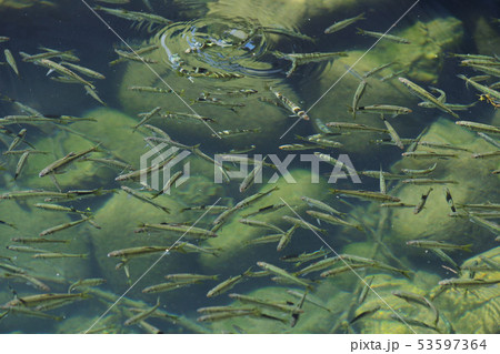 小魚 魚 河川 水中 群れ 環境 水質 岐阜 たくさん ハヤ 雑魚の写真素材