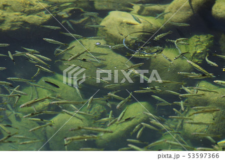 小魚　魚　河川　水中　群れ　環境　水質　岐阜　たくさん　ハヤ　雑魚 53597366