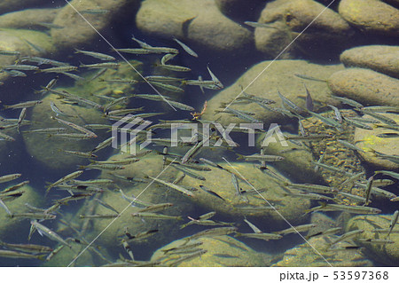 小魚　魚　河川　水中　群れ　環境　水質　岐阜　たくさん　ハヤ　雑魚 53597368