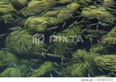 小魚 魚 河川 水中 群れ 環境 水質 岐阜 たくさん ハヤ 雑魚 小魚 魚 河川 水中 群れ 環境 水質 岐阜 たくさん ハヤ 雑魚 53597372