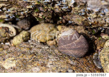 クマノコガイ クマノコガイ 53597667
