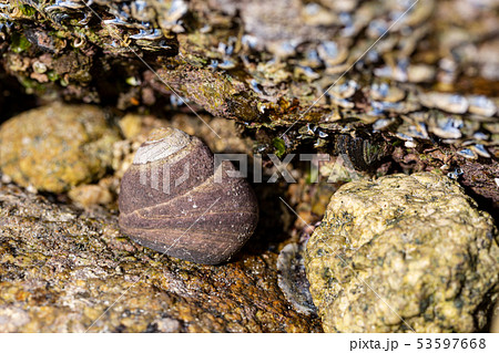 クマノコガイ 53597668