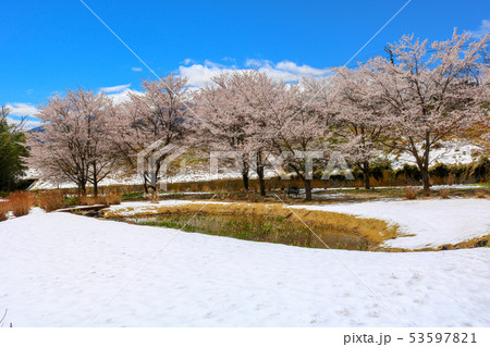 ■ 花の谷 ■ 桜満開 ■ 雪 ■ ハス ■ 山梨県 韮崎市 穴山町 ■ レア写真 ■ 花の谷 ■ 桜満開 ■ 雪 ■ ハス ■ 山梨県 韮崎市 穴山町 ■ レア写真 53597821