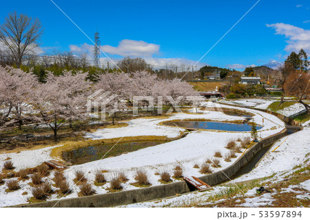 ■ 花の谷 ■ 桜満開 ■ 雪 ■ ハス ■ 山梨県 韮崎市 穴山町 ■ レア写真  53597894