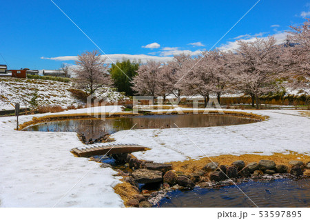■ 花の谷 ■ 桜満開 ■ 雪 ■ ハス ■ 山梨県 韮崎市 穴山町 ■ レア写真  ■ 花の谷 ■ 桜満開 ■ 雪 ■ ハス ■ 山梨県 韮崎市 穴山町 ■ レア写真  53597895