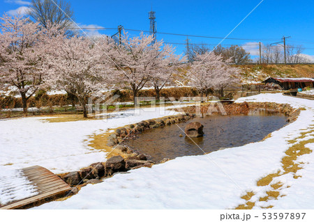 ■ 花の谷 ■ 桜満開 ■ 雪 ■ ハス ■ 山梨県 韮崎市 穴山町 ■ レア写真  53597897