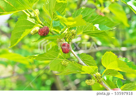 桑の赤紫色の実 桑の赤紫色の実 53597918