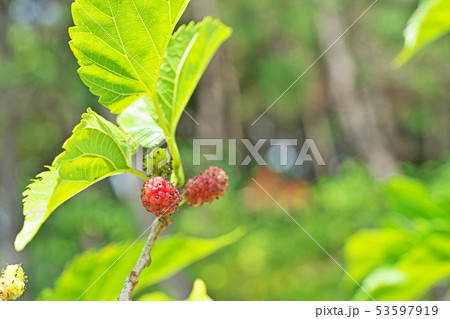 桑の赤紫色の実 53597919