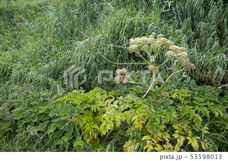 ハマウド ハマウド 53598013