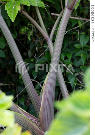 ハマウド ハマウド 53598051