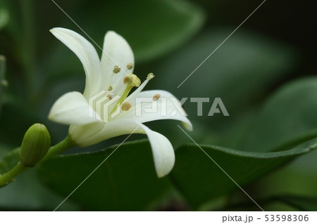 自然　植物　ゲッキツ、美しい五弁の白い花はジャスミンに似た良い香りがします 53598306