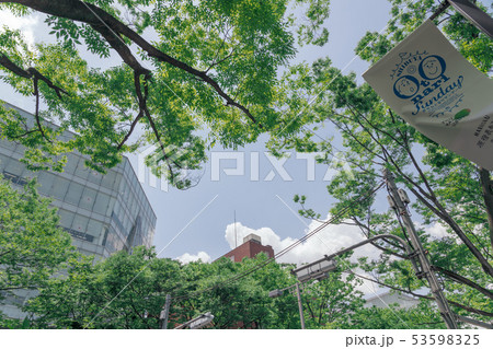 新緑の表参道 新緑の表参道 53598325