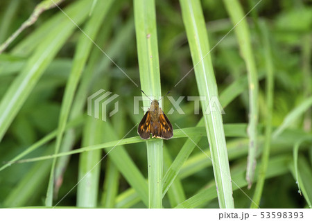 アサヒナキマダラセセリ アサヒナキマダラセセリ 53598393