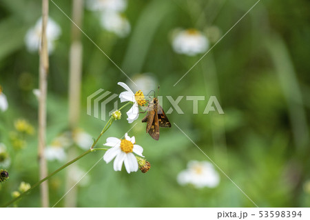 アサヒナキマダラセセリ アサヒナキマダラセセリ 53598394