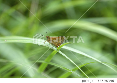 アサヒナキマダラセセリ 53598396