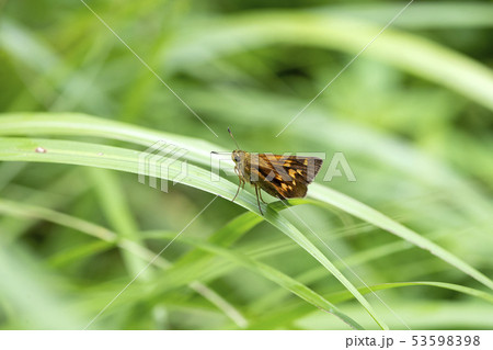 アサヒナキマダラセセリ アサヒナキマダラセセリ 53598398