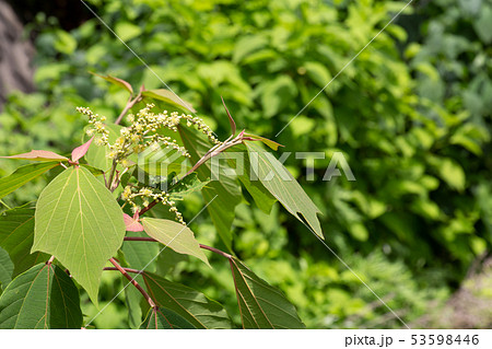 アカメガシワ 花 アカメガシワ 花 53598446